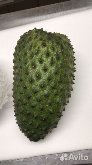 Гуанабана молодой сеянец