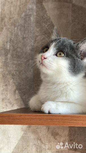 Отдам котенка