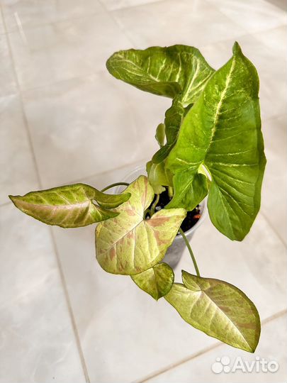 Сингониумы