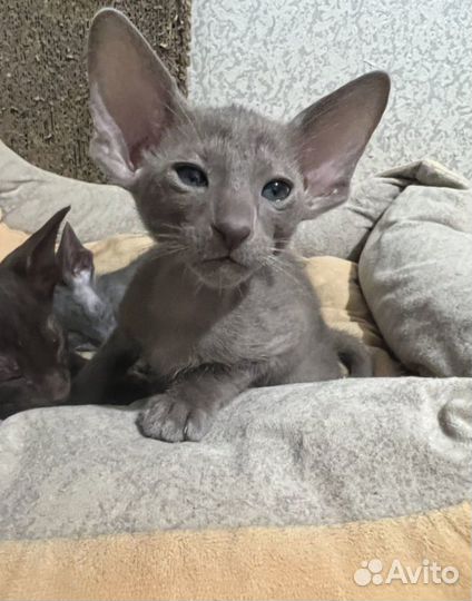 Ориентальная