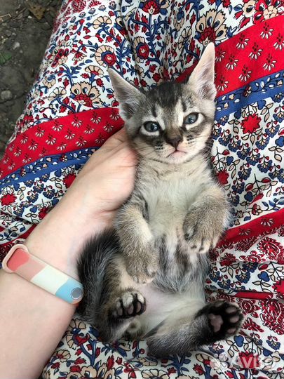 Котята мальчик и девочка в добрые руки