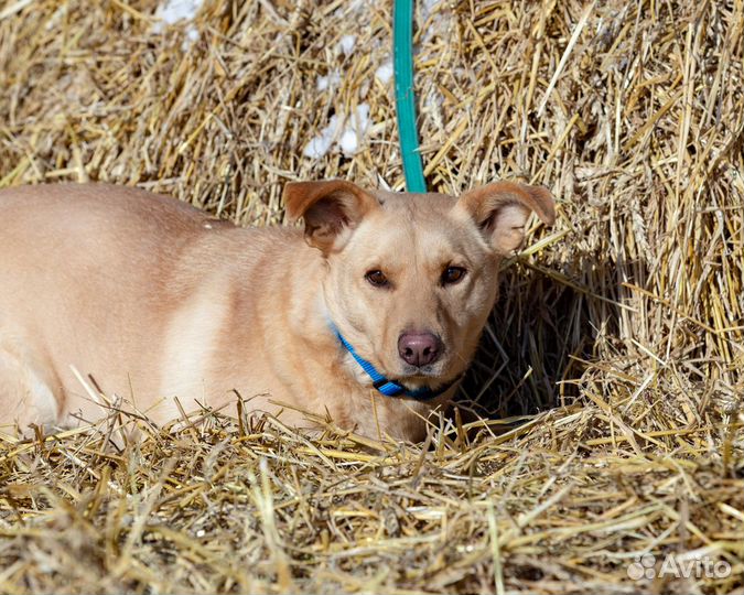 Абрау собака