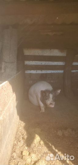 Мясо вьетнамских поросят