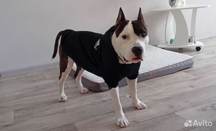 Вязка Амстафф