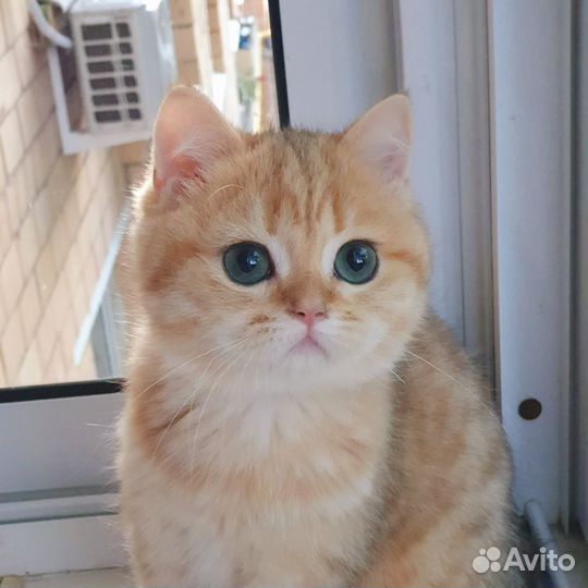 Золотые британчики- goldn bri