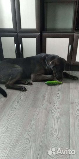 Отдам бесплатно