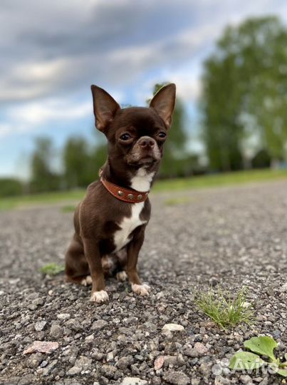 Вязка кобель чихуахуа