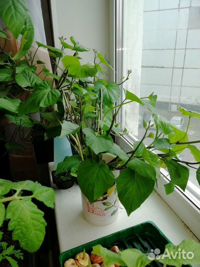 Рассада батата (черенки)