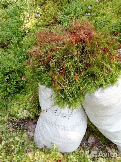 Мох строительный