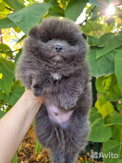 Щенки шпиц померанец