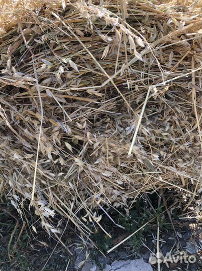 Сено в тюках