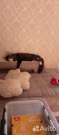 Кот мейн-кун