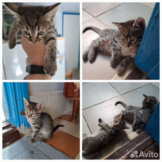 Котята в добрые руки