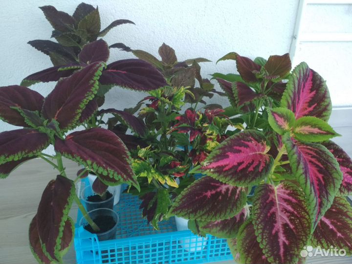 Рассада для кашпо и вазонов