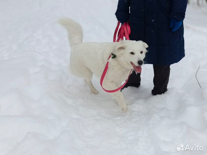 Красавица Николь ищет свой дом