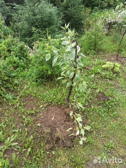 Дерен. Молодые кустики