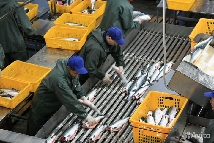 Обработчик рыбы