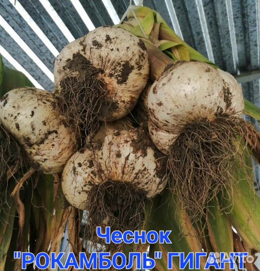 Чеснок Рокаболь гигант почтой