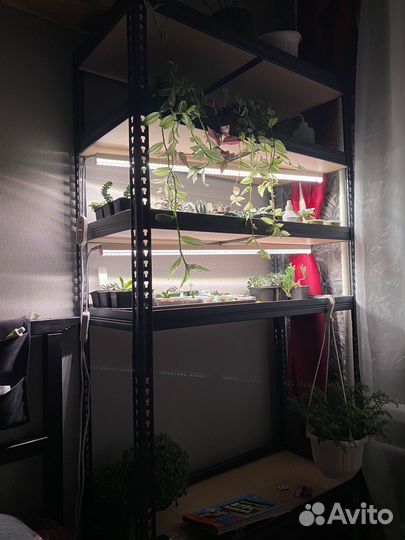 Суккуленты