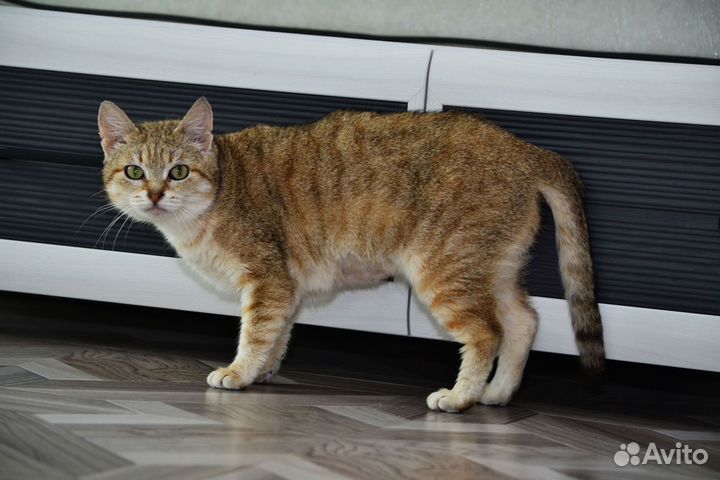 Кошка в добрые руки