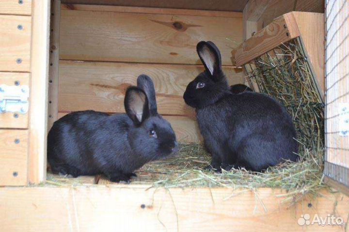 Кролики порода великан черного цв самка и самец