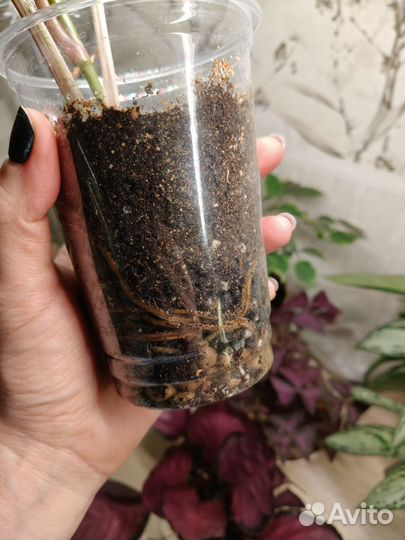 Сингониум imperial white