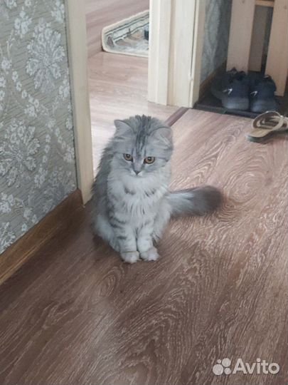 Кошка в дар бесплатно