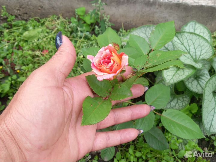 Многолетние садовые растения