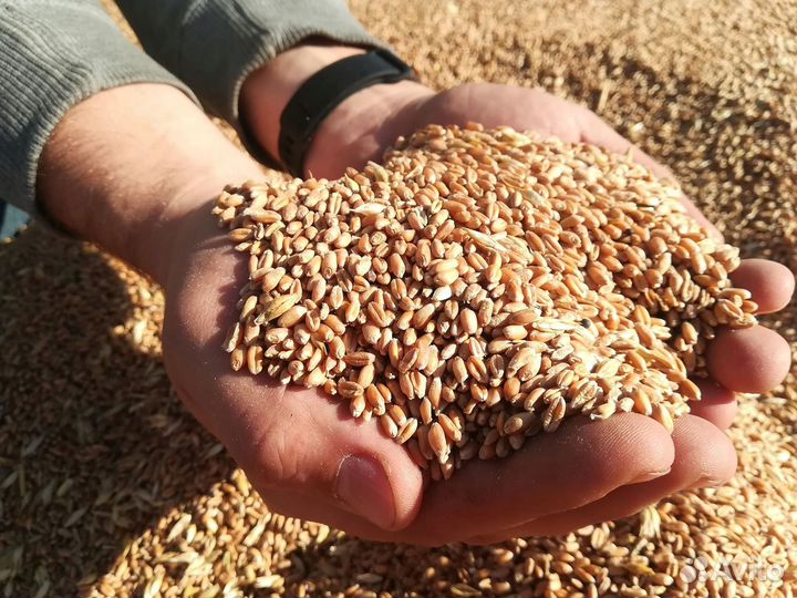 Продам пшеницу Зерно из под комбайна