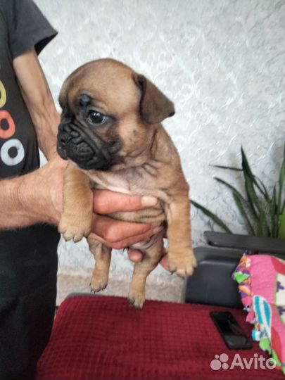 Французский бульдог щенок девачка