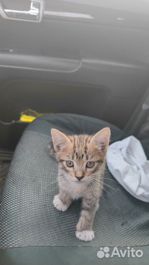 Отдаю бесплатно котенка