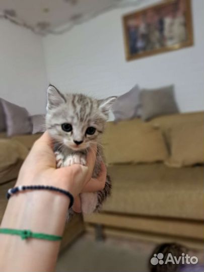 Британские котята