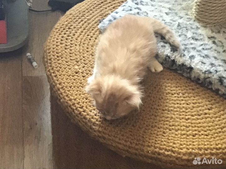 Котята. Радость в дом