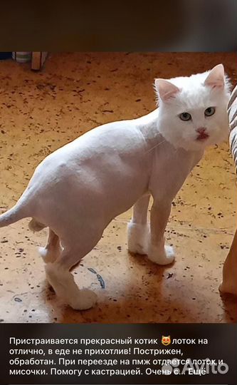 Ангорский кот