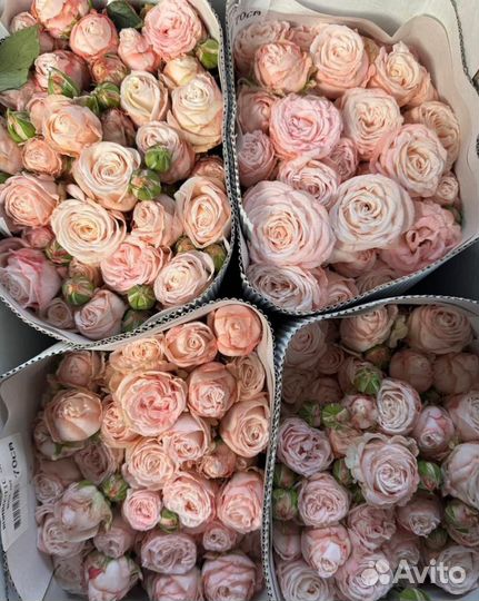 Пионовидные розы