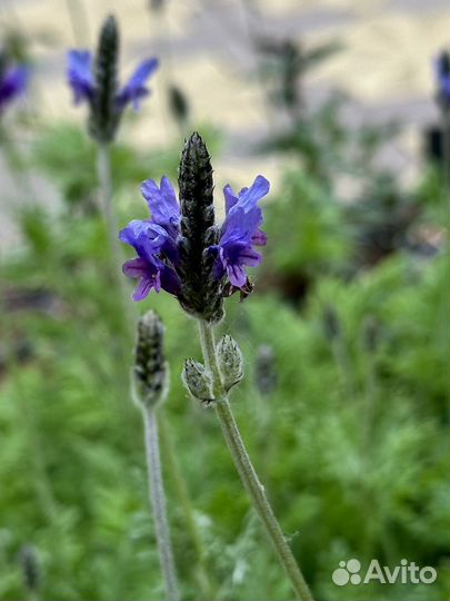 Лаванда Торч Блю F1