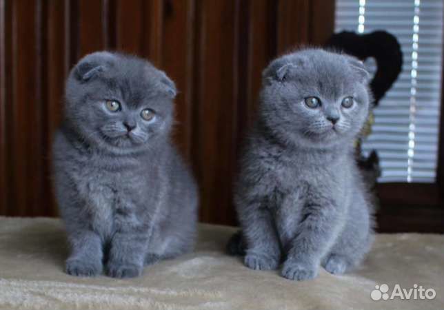 Вислоухие и прямоухие котята