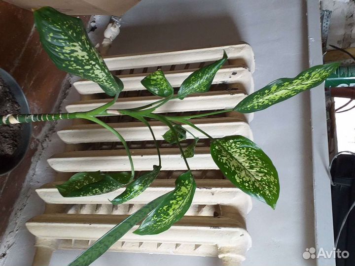 Диффенбахия