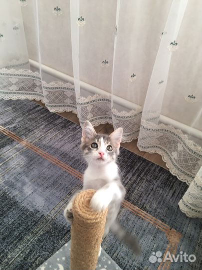 Кошка в дар бесплатно