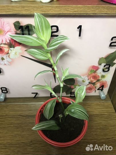 Комнатные цветы (Традесканция- разные сорта)