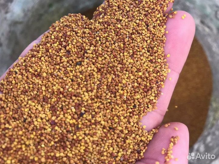 Семена клевер красный сенокосный