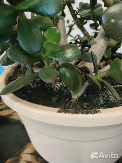 Замиокулькас, и денежные дерево