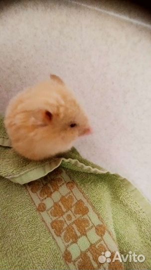 Сирийский хомяк