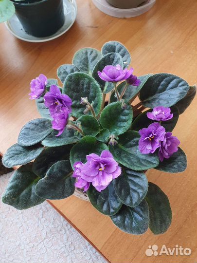 Фиалки цветущие в горшке