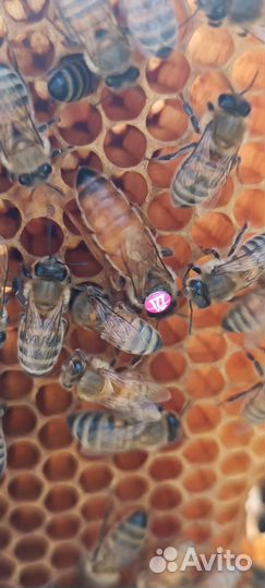 Пчеломатки Бакфаст