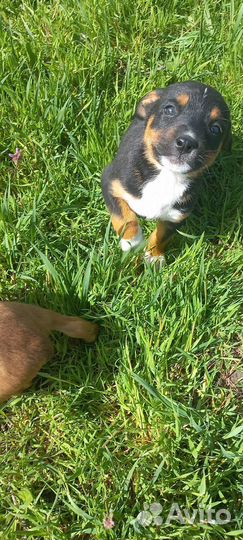 Щенки стаффа