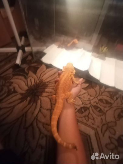 Агама, эублефар