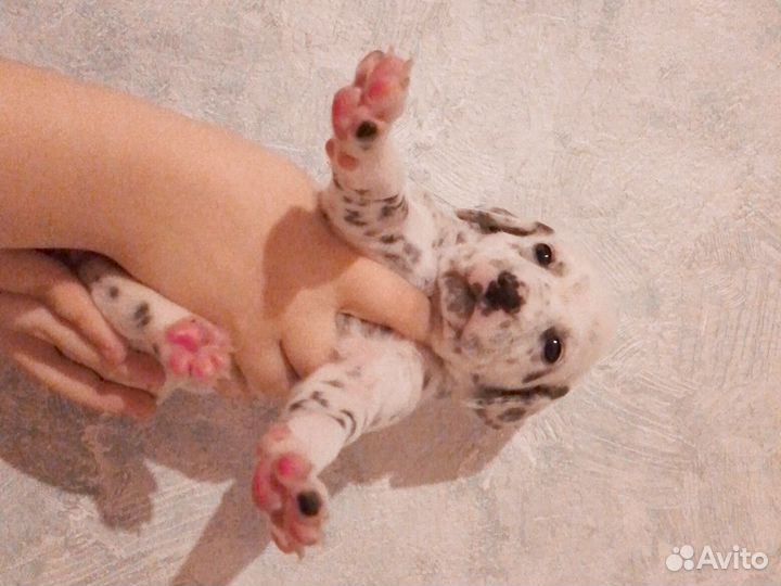 Щенки далматина