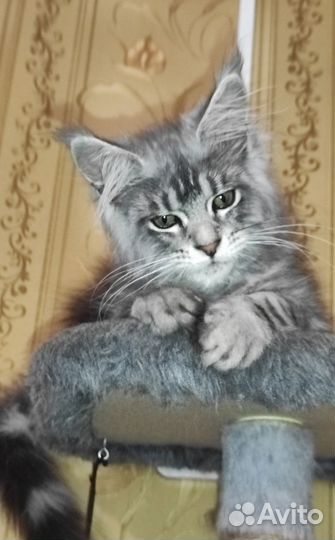 Кошечка Мейн-кун - 4 мес