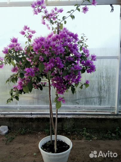 Олеандр, бугенвиллия